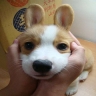 面接担当者