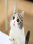 栄町・デリヘル・姫コレクション